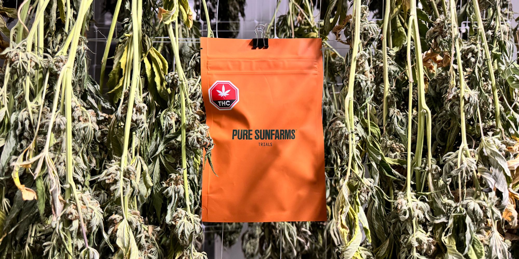 Pure Sunfarms launches grower-led Trials program