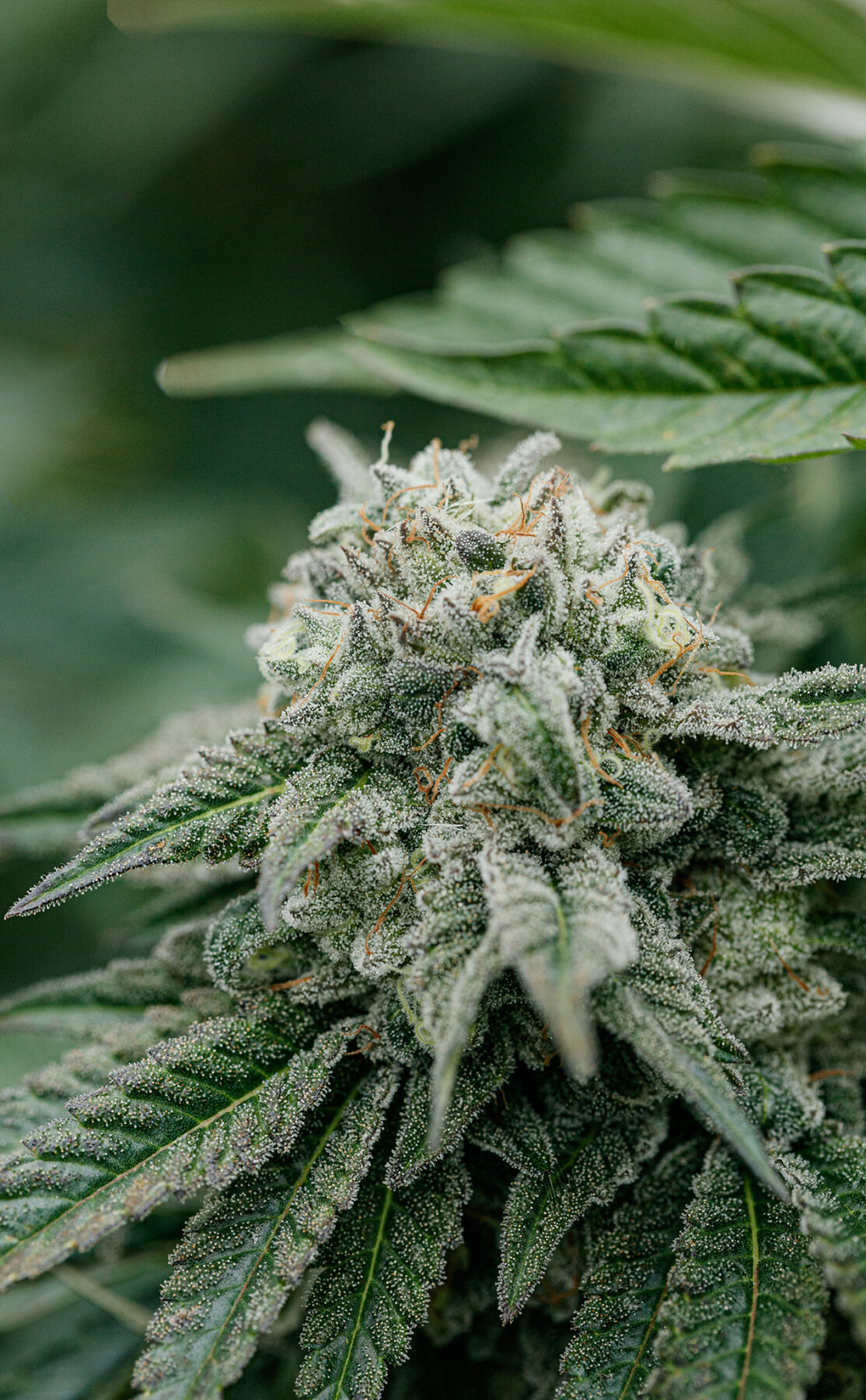 Backcross Mints fresh plant