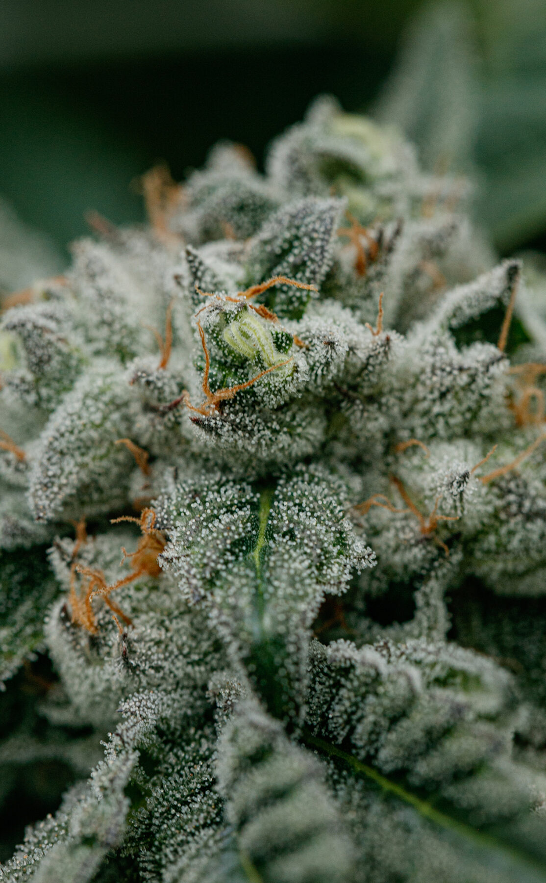 Backcross Mints fresh plant