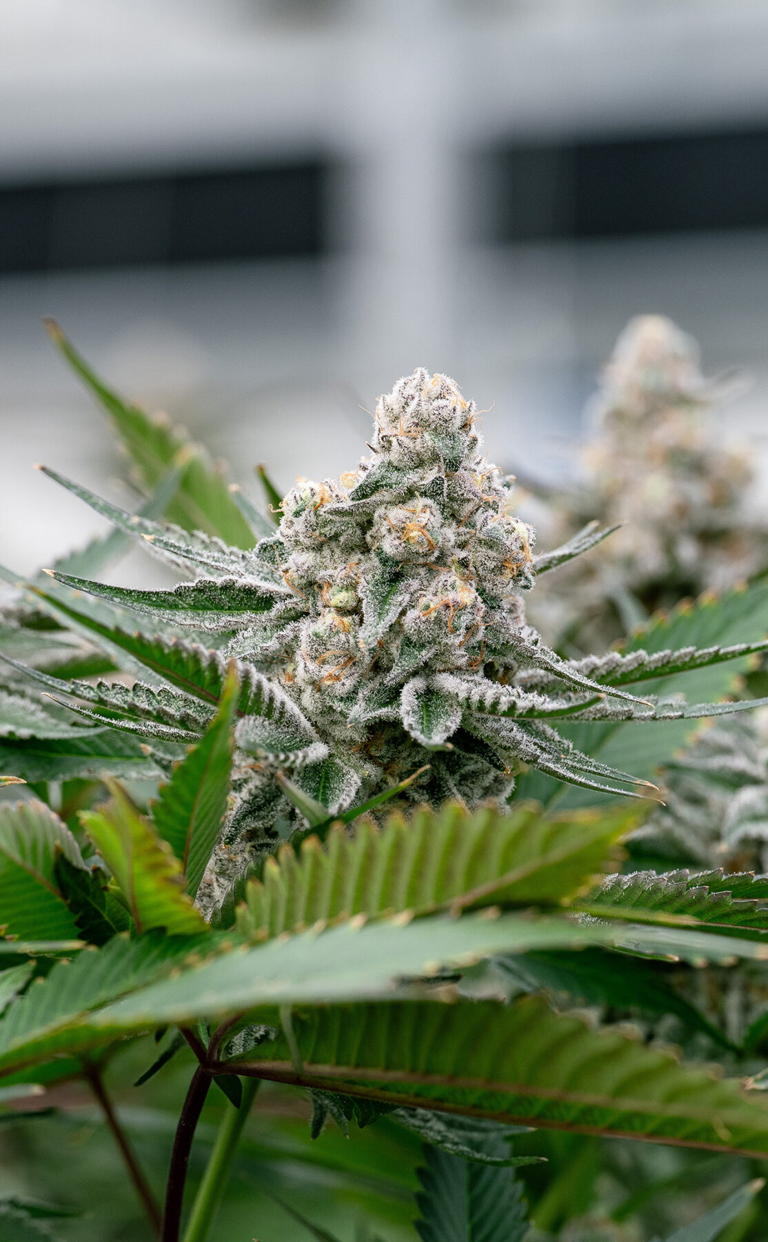 Gorilla Milk fresh plant.