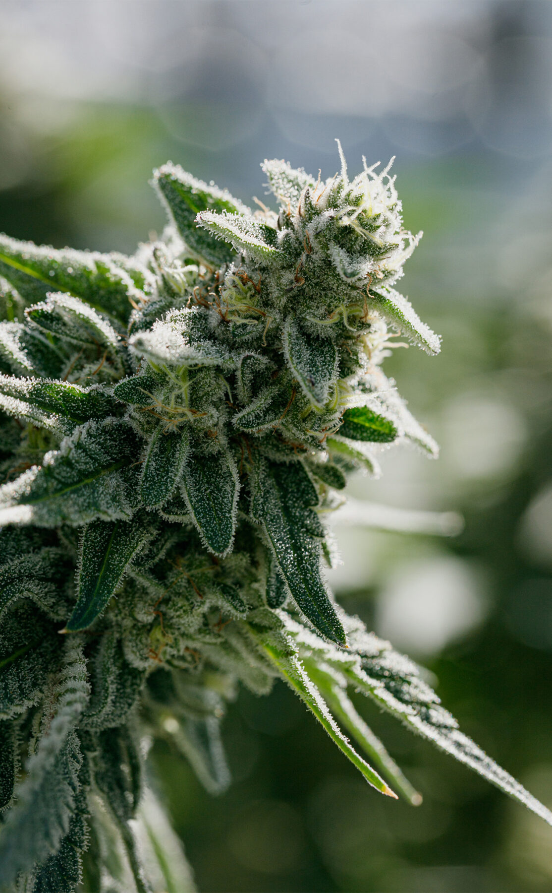 Queen Green fresh flower cola.