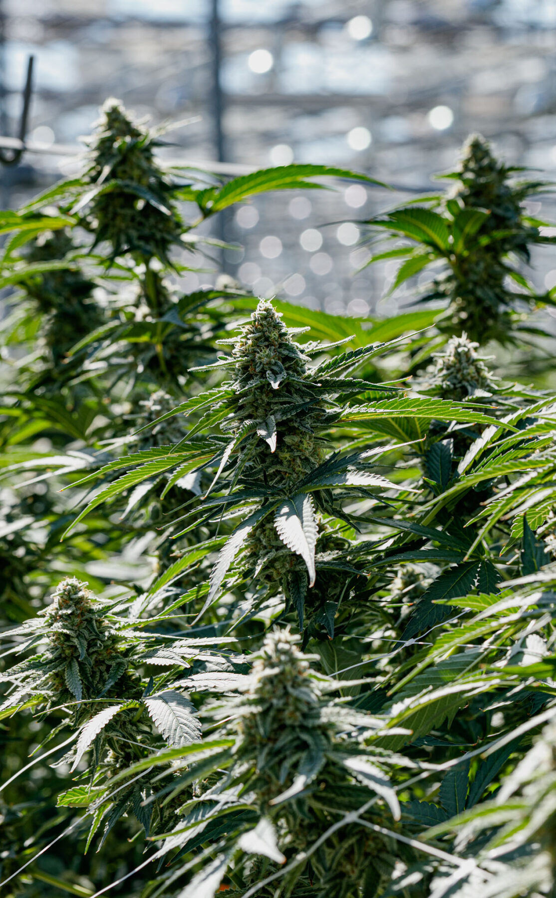 A row of Queen Green fresh flower in the greenhouse.