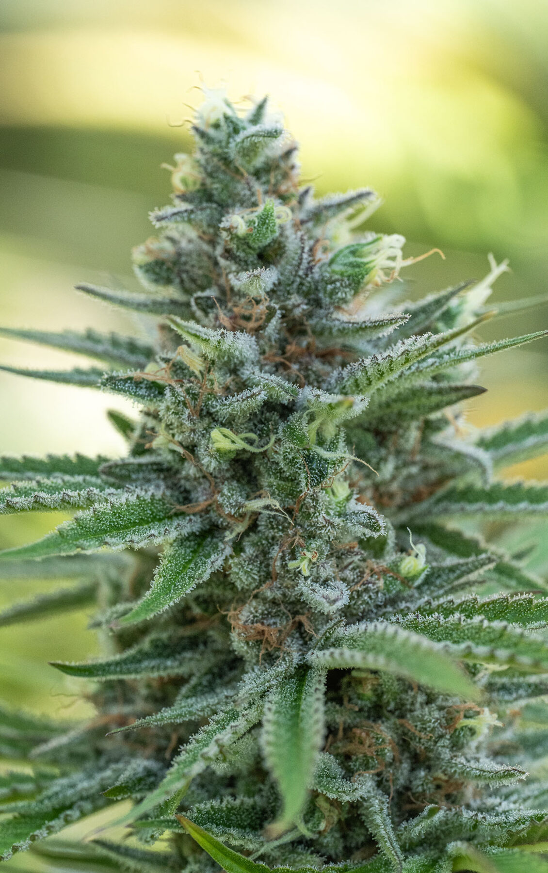 Blue dream #16