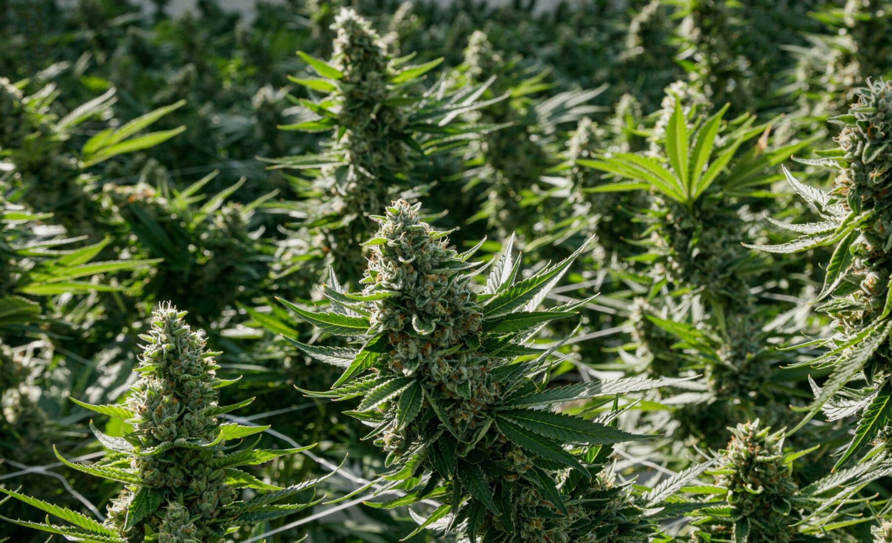 Jet Fuel Gelato in the greenhouse