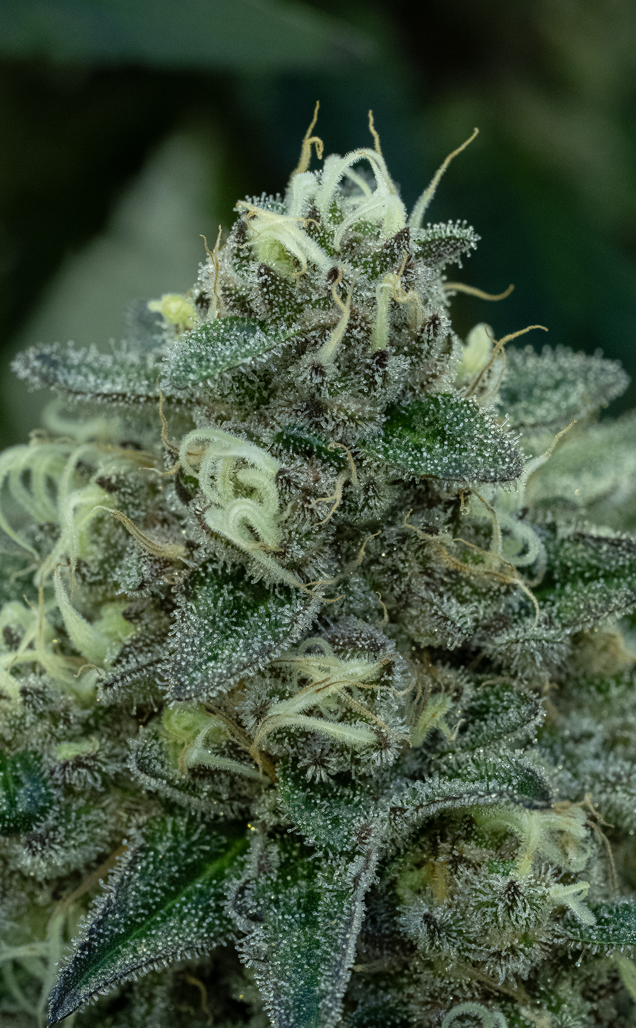 Purple Fog  Pure Sunfarms