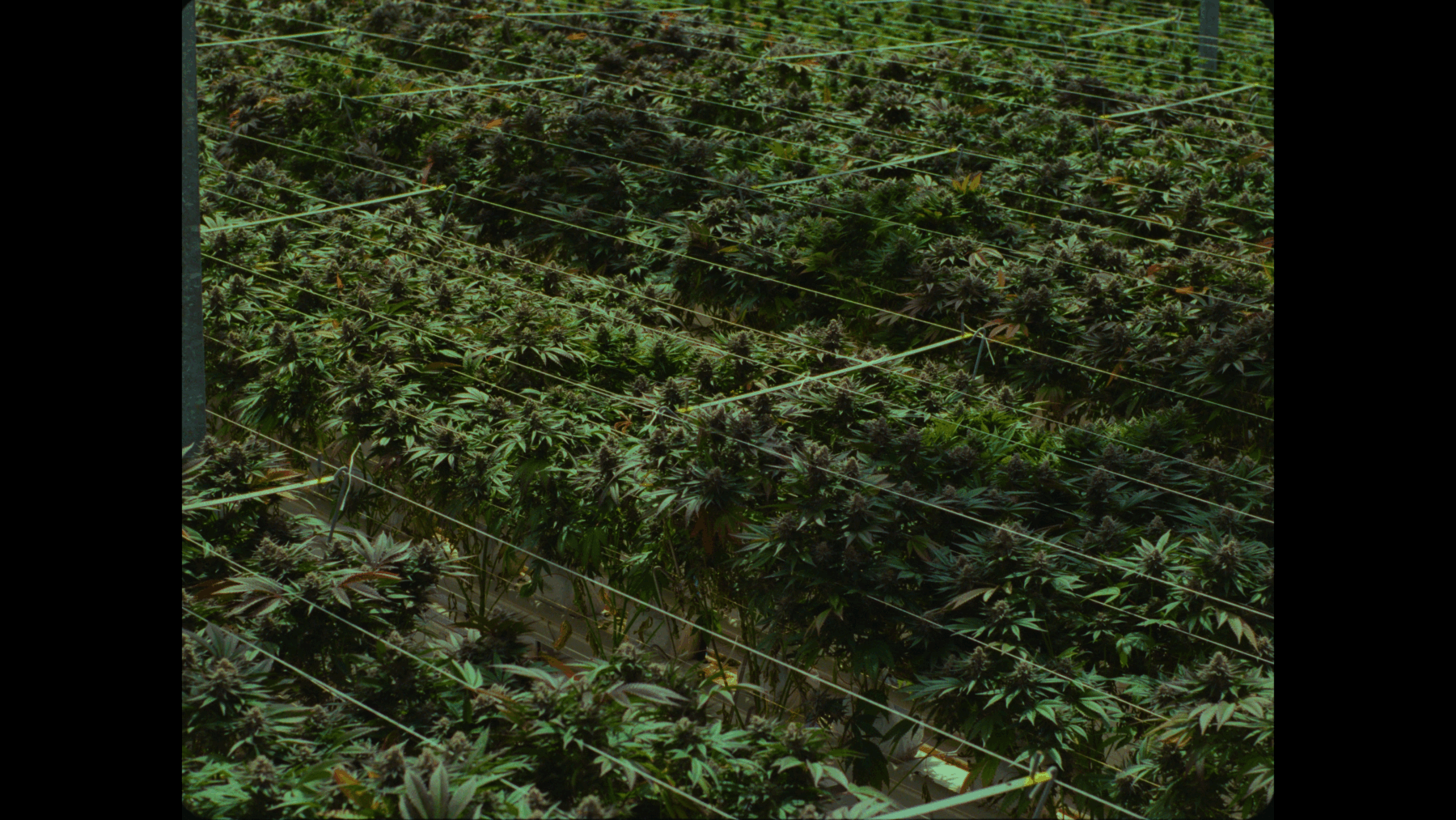 LET’S TALK POTENCY